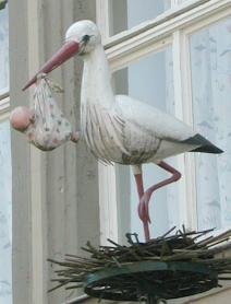 Storch